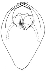 diastatus
